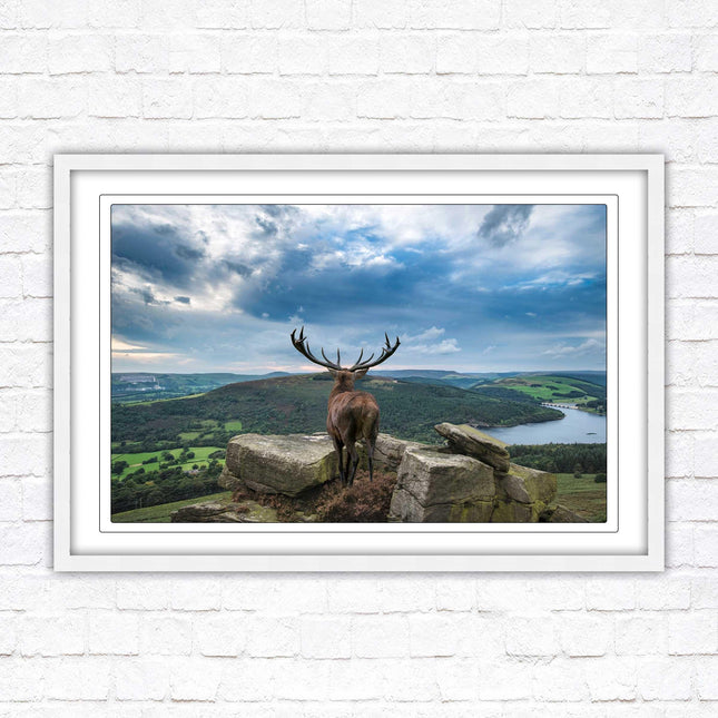 Majestic Stag overlooking the countryside. Framed picture with choice of frame colours and options.