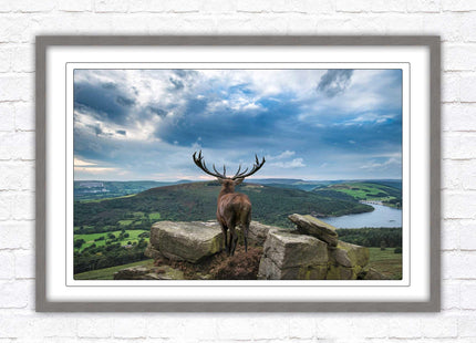 Majestic Stag overlooking the countryside. Framed picture with choice of frame colours and options.