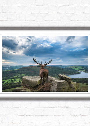 Majestic Stag overlooking the countryside. Framed picture with choice of frame colours and options.