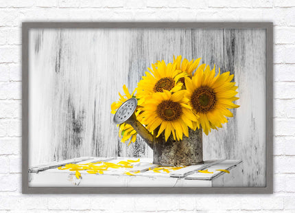 Sunflowers printed in frame rustic watering can. Framed picture with choice of frame colours frame included