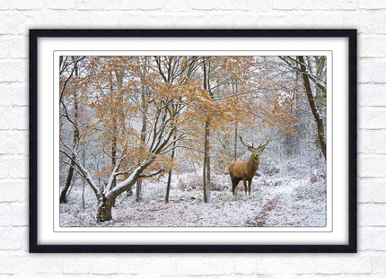 Stag in winter forest, framed picture print with choice of frame colours and options.