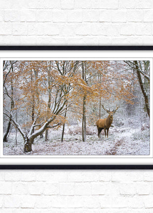 Stag in winter forest, framed picture print with choice of frame colours and options.