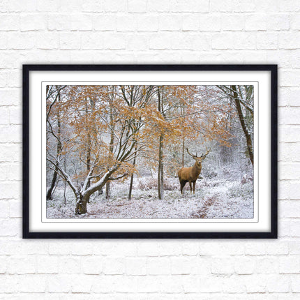 Stag in winter forest, framed picture print with choice of frame colours and options.