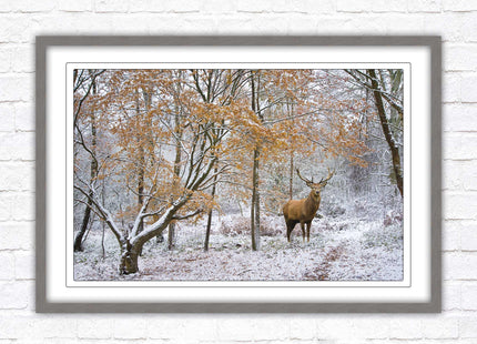 Stag in winter forest, framed picture print with choice of frame colours and options.