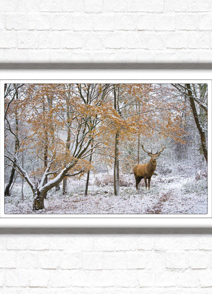 Stag in winter forest, framed picture print with choice of frame colours and options.