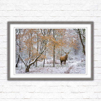 Stag in winter forest, framed picture print with choice of frame colours and options.