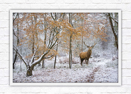 Stag in winter forest, framed picture print with choice of frame colours and options.