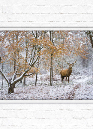 Stag in winter forest, framed picture print with choice of frame colours and options.