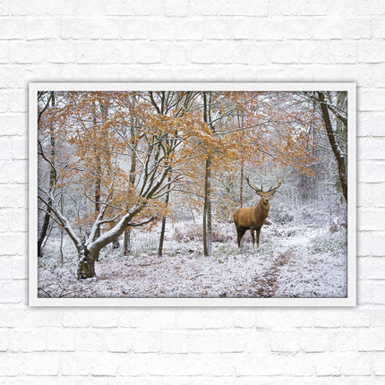 Stag in winter forest, framed picture print with choice of frame colours and options.