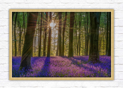 Bluebell forest. Sunrise in the woods. Framed picture with choice of frame colours
