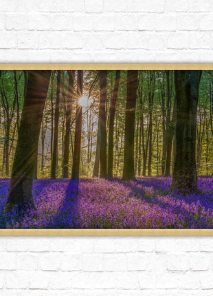Bluebell forest. Sunrise in the woods. Framed picture with choice of frame colours