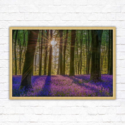 Bluebell forest. Sunrise in the woods. Framed picture with choice of frame colours