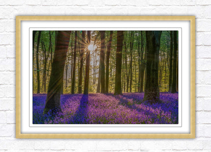 Bluebell forest. Sunrise in the woods. Framed picture with choice of frame colours