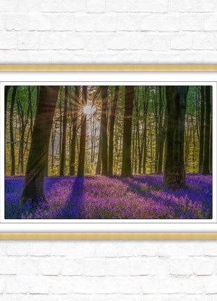 Bluebell forest. Sunrise in the woods. Framed picture with choice of frame colours