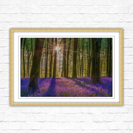 Bluebell forest. Sunrise in the woods. Framed picture with choice of frame colours