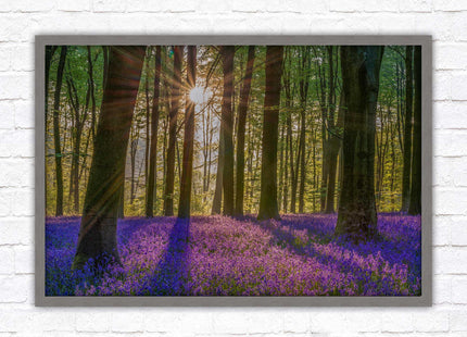 Bluebell forest. Sunrise in the woods. Framed picture with choice of frame colours