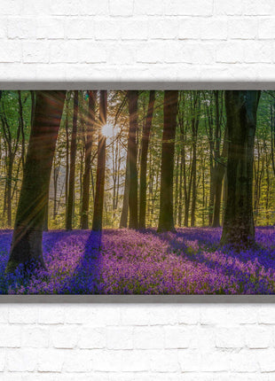 Bluebell forest. Sunrise in the woods. Framed picture with choice of frame colours