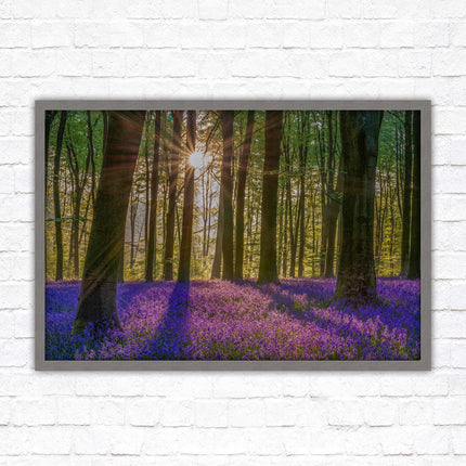 Bluebell forest. Sunrise in the woods. Framed picture with choice of frame colours