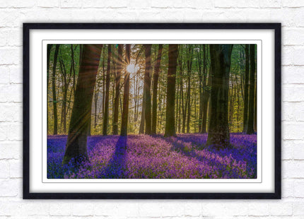 Bluebell forest. Sunrise in the woods. Framed picture with choice of frame colours