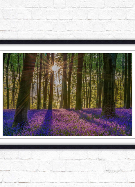 Bluebell forest. Sunrise in the woods. Framed picture with choice of frame colours