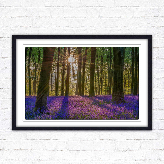 Bluebell forest. Sunrise in the woods. Framed picture with choice of frame colours
