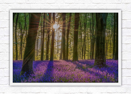 Bluebell forest. Sunrise in the woods. Framed picture with choice of frame colours