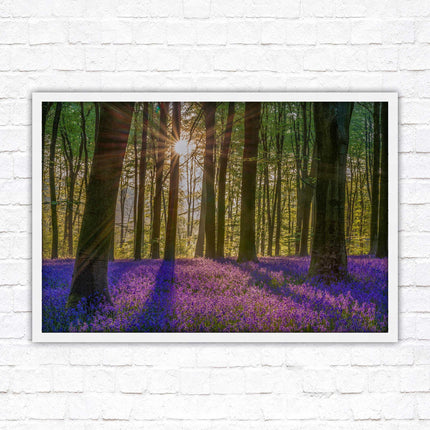 Bluebell forest. Sunrise in the woods. Framed picture with choice of frame colours