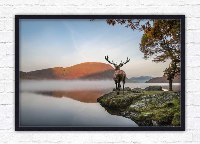 Stag by the lake. Framed picture with choice of frame colours and options.