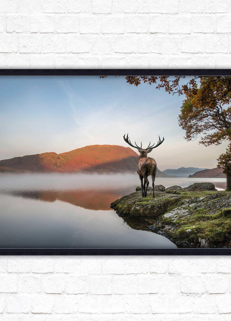 Stag by the lake. Framed picture with choice of frame colours and options.