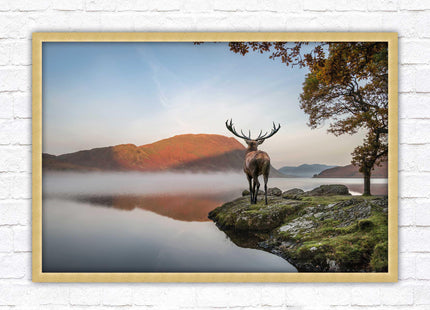 Stag by the lake. Framed picture with choice of frame colours and options.
