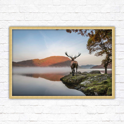 Stag by the lake. Framed picture with choice of frame colours and options.