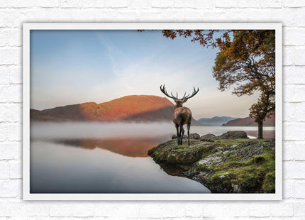 Stag by the lake. Framed picture with choice of frame colours and options.