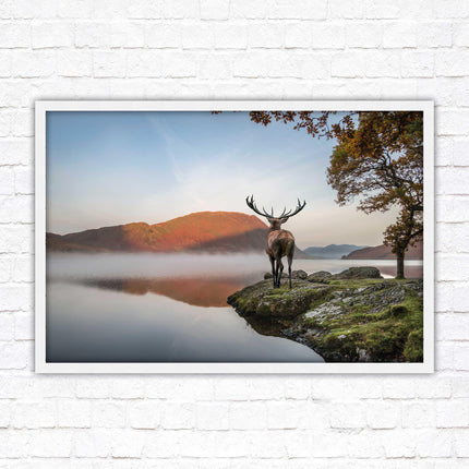 Stag by the lake. Framed picture with choice of frame colours and options.