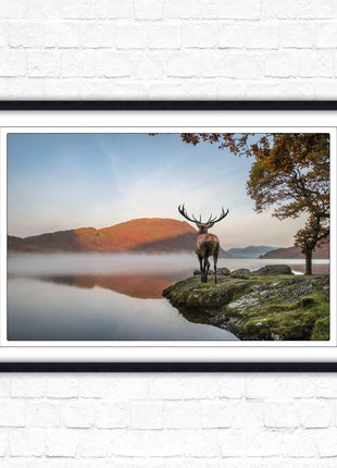 Stag by the lake. Framed picture with choice of frame colours and options.
