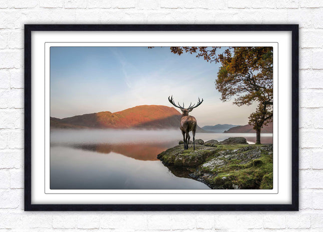 Stag by the lake. Framed picture with choice of frame colours and options.