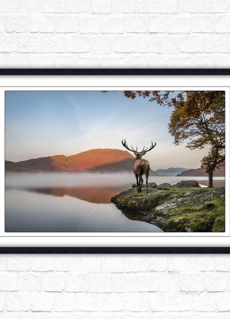 Stag by the lake. Framed picture with choice of frame colours and options.