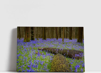 Carpet of bluebells in the woods in Springtime. Printed and framed as a canvas picture print. Choice of sizes available.