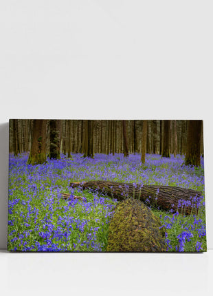 Carpet of bluebells in the woods in Springtime. Printed and framed as a canvas picture print. Choice of sizes available.
