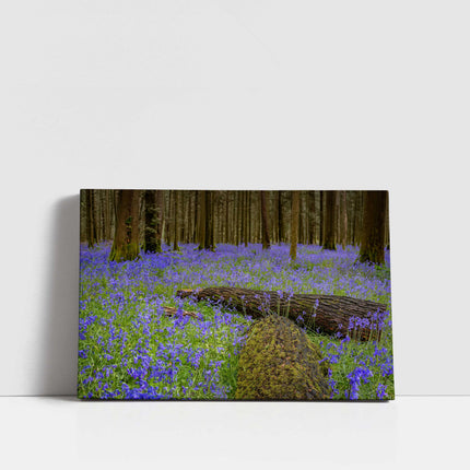 Carpet of bluebells in the woods in Springtime. Printed and framed as a canvas picture print. Choice of sizes available.