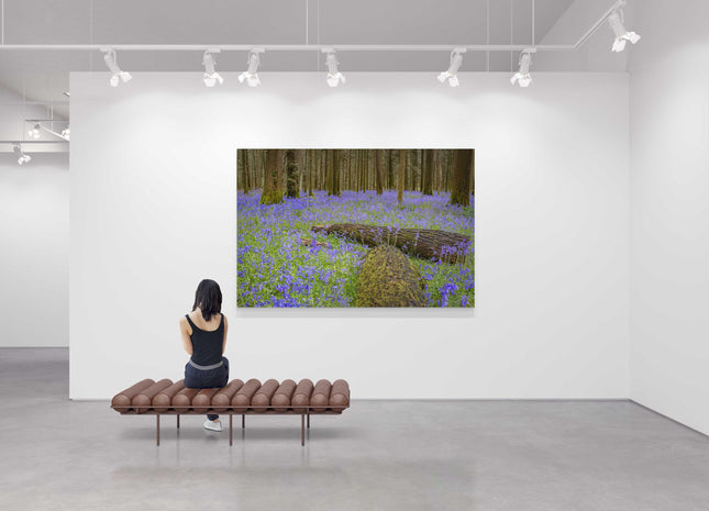 Carpet of bluebells in the woods in Springtime. Printed and framed as a canvas picture print. Choice of sizes available.