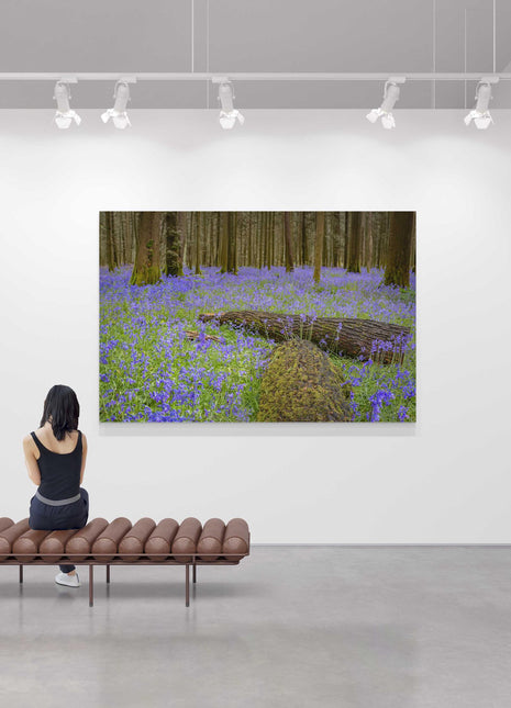 Carpet of bluebells in the woods in Springtime. Printed and framed as a canvas picture print. Choice of sizes available.