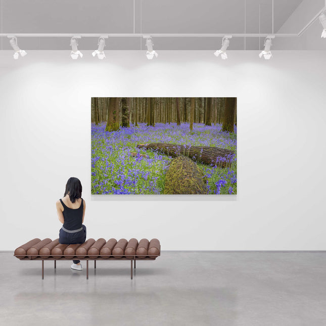 Carpet of bluebells in the woods in Springtime. Printed and framed as a canvas picture print. Choice of sizes available.