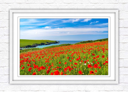 Poppies near PollyJoke beach, Cornwall. Framed picture print with choice of frame colours