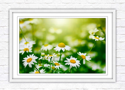 Wild Daisies. Framed floral picture with choice of frame colours