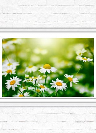 Wild Daisies. Framed floral picture with choice of frame colours