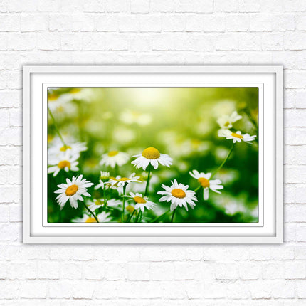 Wild Daisies. Framed floral picture with choice of frame colours