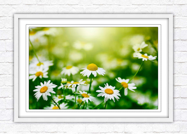 Wild Daisies. Framed floral picture with choice of frame colours