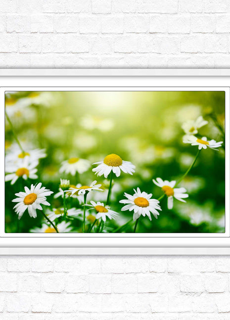 Wild Daisies. Framed floral picture with choice of frame colours