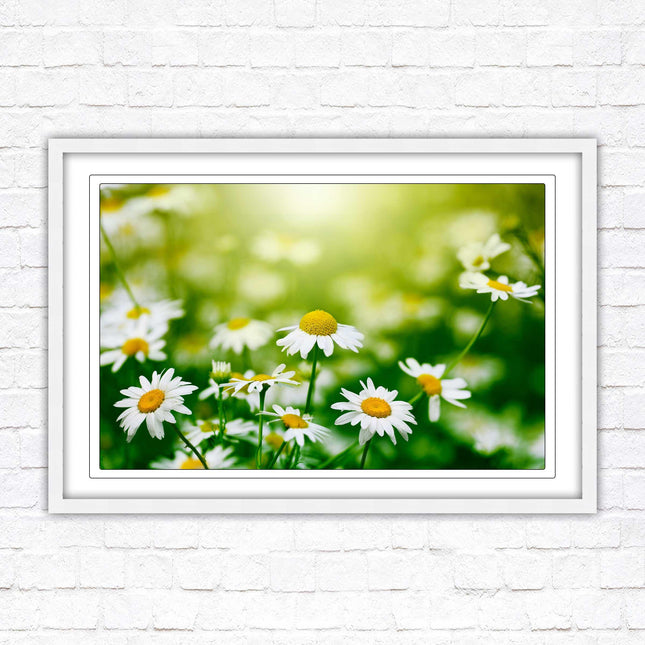 Wild Daisies. Framed floral picture with choice of frame colours