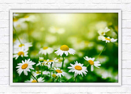 Wild Daisies. Framed floral picture with choice of frame colours